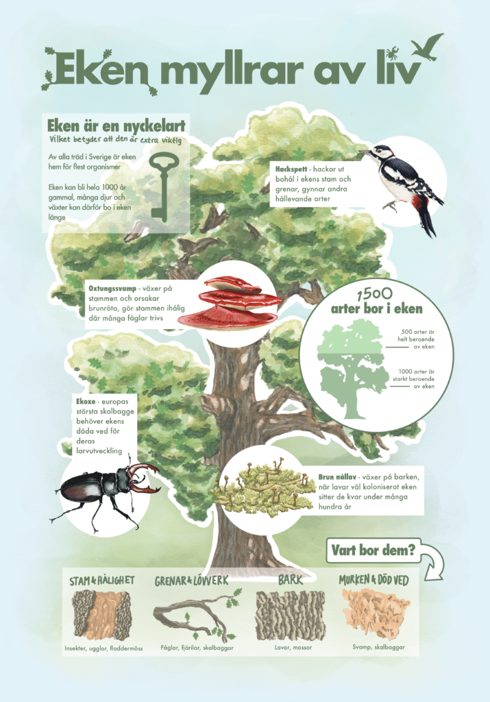 Infografik riktad till barn om ekens betydelse

